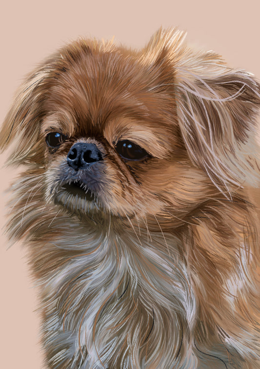 tibetan spaniel art print