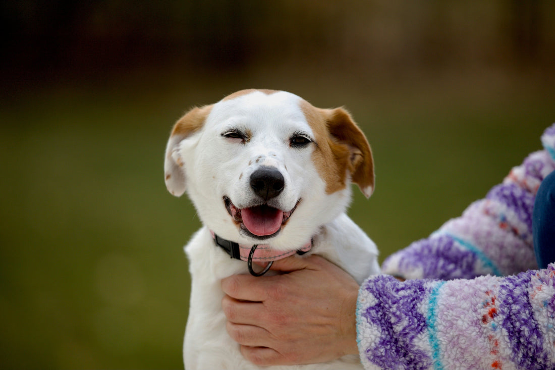 happy dog being petted