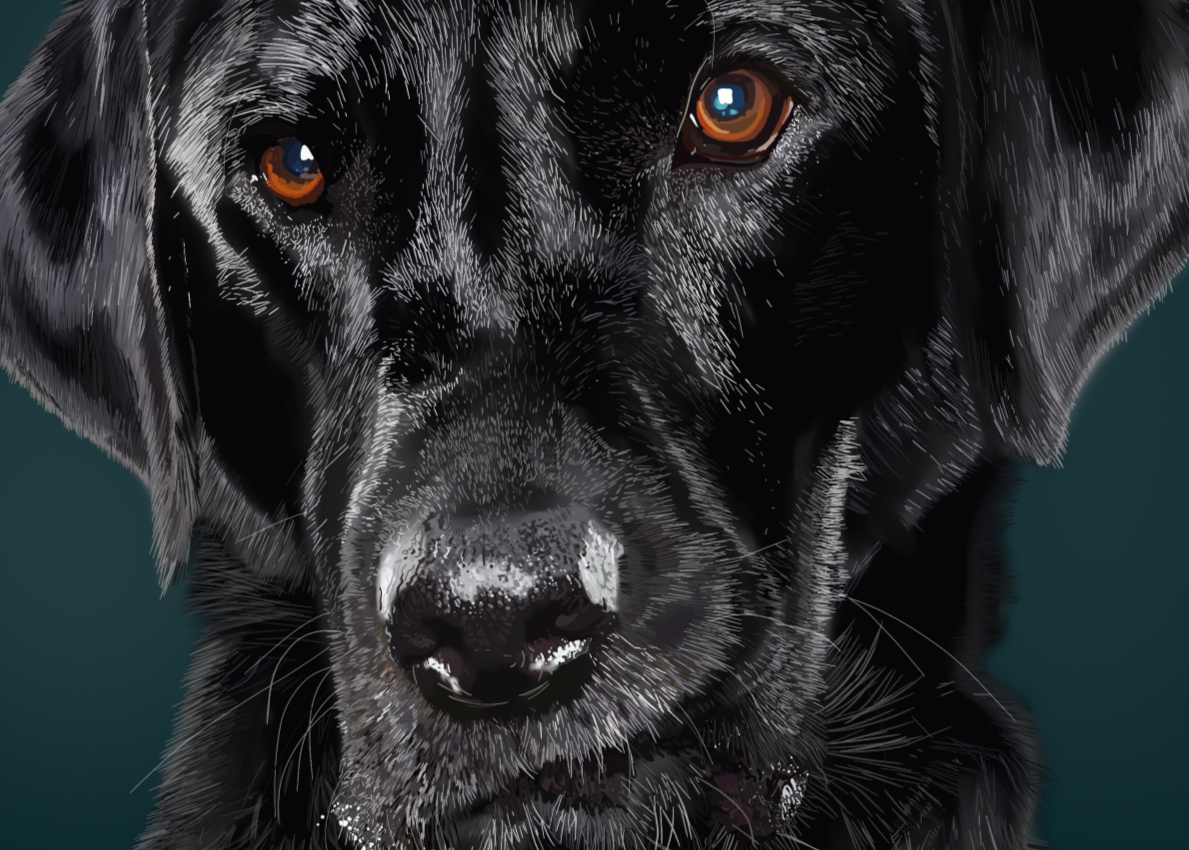 Close-up of a drawing of a black labrador dog's face with a dark background