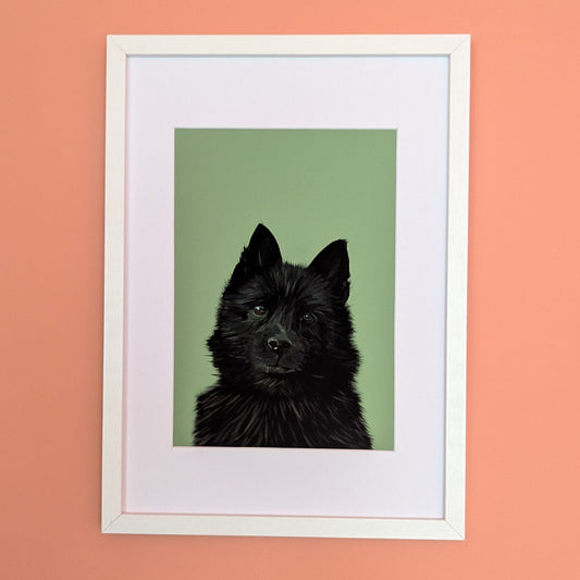schipperke little black dog print