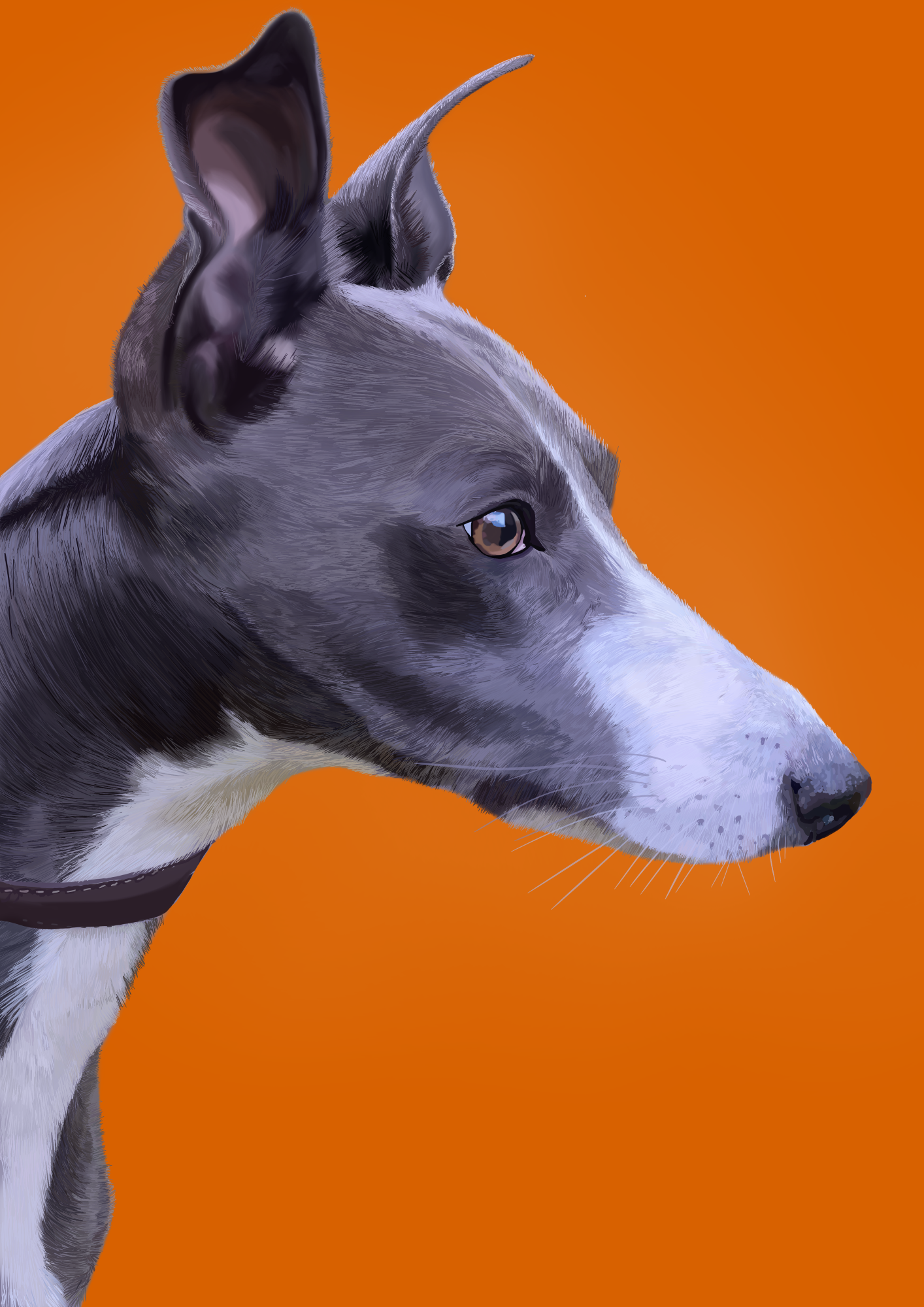 Portrait of a whippet's head on an orange background